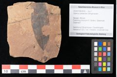 Foto (Objekt + Etikett) von Quercus palaeoilex Ettingshausen (NHMW-GEO-2024-0188-0828)